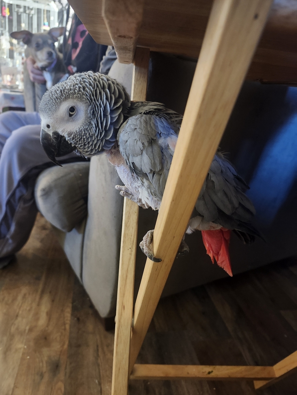 Meet your Posher, Gigi
